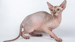 eine-sphynx-katze_cb0554f40732d52328bd63713a6553724df5c532.jpg