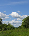 WolkenBaume10105.jpg