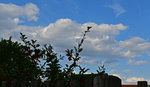 Wolken1-0505.jpg