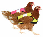 Chicken_hi_vis_jacket_twin_pack_chickens.jpg