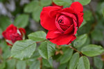 Rose1005.jpg