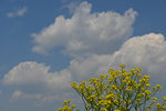 Sky-1705-3.jpg