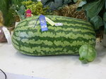 Rekord-Riesen-Wassermelone-66kg-Palmer-Alaska.jpg