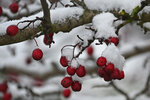 Beeren0312-1.jpg