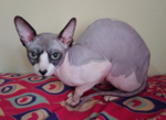 300px-GreekSphynxCat1.png