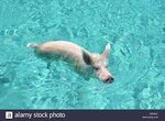 Schwein im Wasser Stockfotografie - Alamy