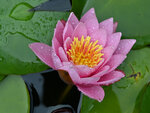 Seerose-3108-1.jpg