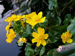 1200px-2007-03-27Caltha_palustris01.jpg