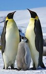 249px-Aptenodytes_forsteri_-Snow_Hill_Island,_Antarctica_-adults_and_juvenile-8.jpg