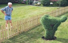 hedge-art-26068.jpg