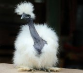 Showgirl-silkies-header.jpg