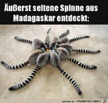 Komische_Spinne.jpg