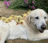 Enten Labrador.JPG