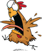 crazy-chicken-cartoon-caricature-running-yelling-white-83302192.jpg