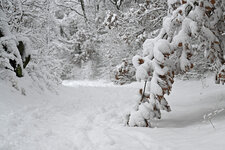 Schnee-Gump-0912-a1.jpg