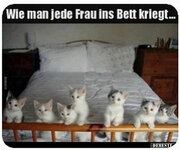 Katzen Bett.jpg