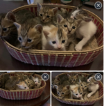 Katzenbabys 3B2BDFEB-C263-40C5-9876-712FD6F48852.png