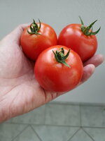 Tomaten 22.jpg