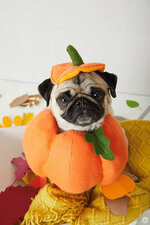 Pet-Costumes-_-thinkmakeshareblog-10.jpg