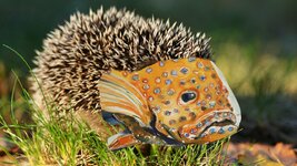 igel424_v-fullhd.jpg