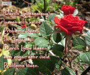 Rose-Liebe.jpg