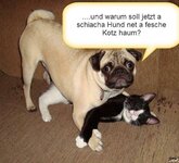 schiachaHund-fescheKotz.jpg